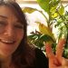 Bananas Don't Like It Cold. Green Thoughts In The Green House… CC