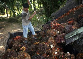 PODCAST: Certifying Sustainable Palm Oil with Andika Putraditama