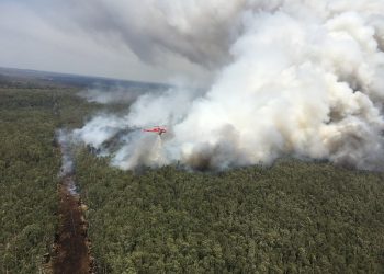 4 Things to Know About Australia’s Wildfires and Their Impacts on Forests