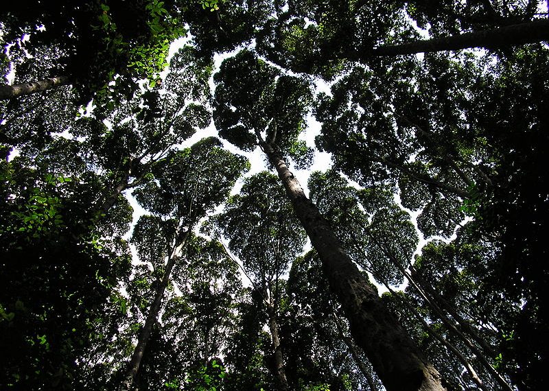 10 Big Changes for Forests Over the Last Decade