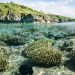 2020: the year for action, to ‘rise up’ and safeguard ocean life