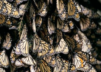 Protecting migratory species in a rapidly changing world