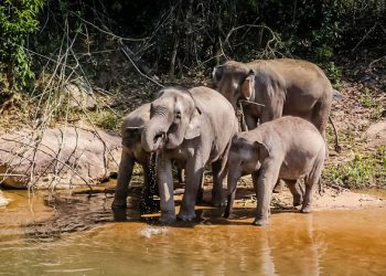 Ten new migratory species protected under global wildlife agreement