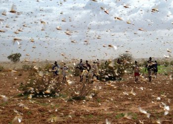 More funding needed to combat locust swarms ‘unprecedented in modern times’