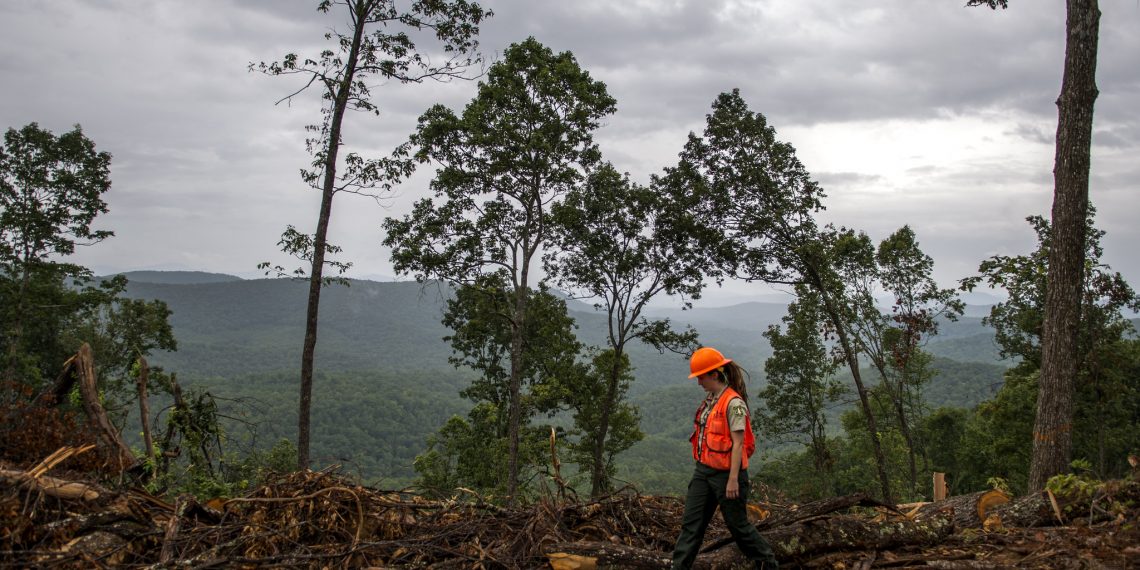Planting 60 Billion Trees in the U.S.