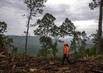 Planting 60 Billion Trees in the U.S.
