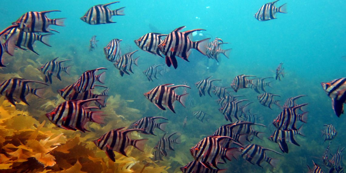 PODCAST: Jane Lubchenco’s New Narrative for the Ocean