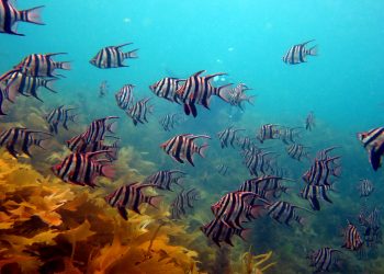 PODCAST: Jane Lubchenco’s New Narrative for the Ocean