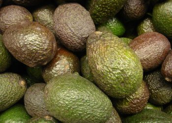 Mexico’s Avocado Industry
