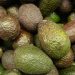 Mexico’s Avocado Industry