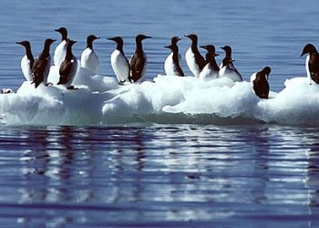This Month in Climate Science, January 2020: More Injury-related Deaths, Mass Seabird Die-off, River Ice Disappearing