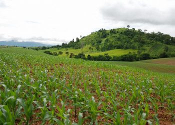 Agriculture Drove Recent Record-Breaking Tree Cover Loss