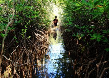 Climate Mitigation + Adaptation Strategies