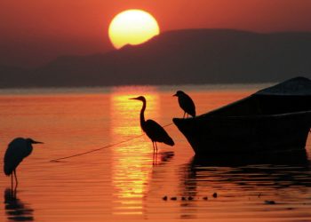 World Wildlife Day: UN chief urges ‘more caring’ relationship with nature