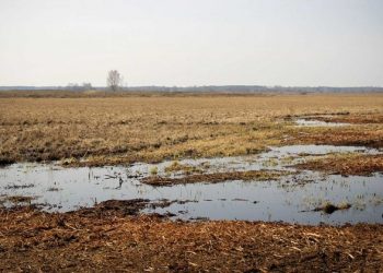 Blueprint launched to manage Earth’s fragile peatland carbon sinks