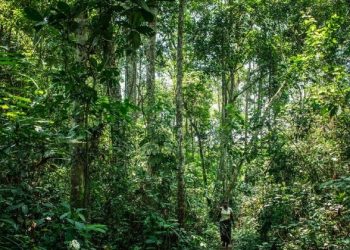 Turn around deforestation in 2020, the ‘Nature Super Year’, says Guterres