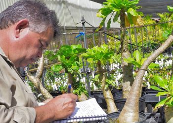 FIRST PERSON: The ‘inseparable bond’ between Hawaiian culture and native plants