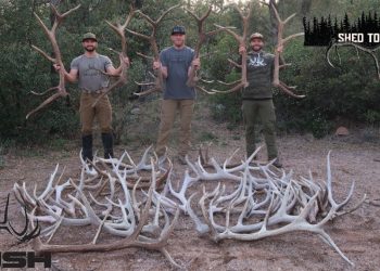WE LOADED UP ON ELK SHEDS! | SHED TOUR EP12