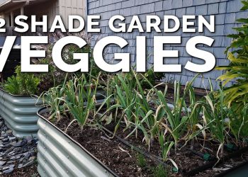 12 Perfect Vegetables To Grow in a Shady Garden Space