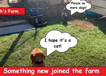 Welcoming 4 new friends to the Smith's "Nature Friendly" Farm.