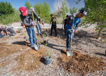 Tree Planting and Economic Recovery I World Resources Institute