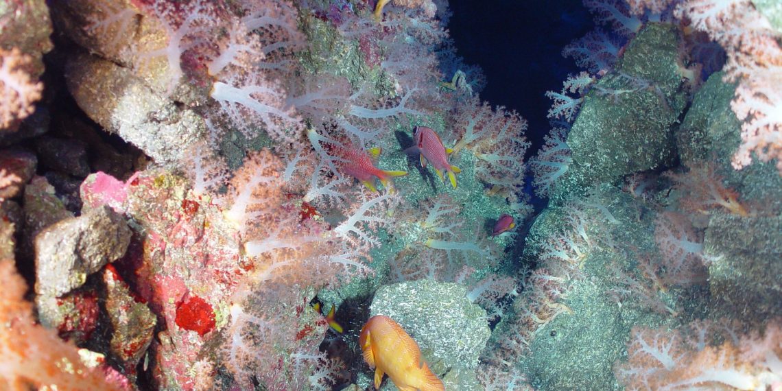 The Ocean Genome Helps Fight Disease: Here’s How We Save It