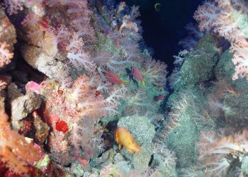 The Ocean Genome Helps Fight Disease: Here’s How We Save It