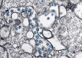 Global health experts advise WHO to identify animal source of COVID-19 virus