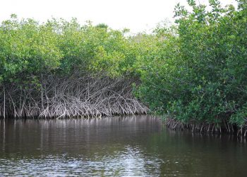 3 Steps to Scaling Up Nature-Based Solutions for Climate Adaptation