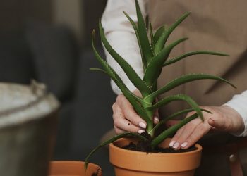 7 Ways To Make Your Home More Eco-Friendly