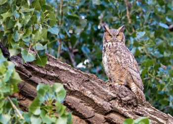 Shrinking forests need bold action to safeguard their biodiversity |