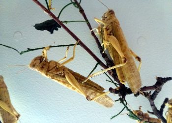 Locusts, COVID-19, & Food Insecurity