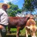 Ecuador: Sustainable cattle farmer eases COVID-19 crisis with free milk for families |