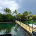 Bringing the coral reefs back to life |