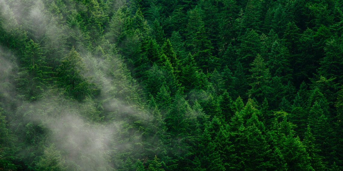 6 Ways to Remove Carbon Pollution from the Sky