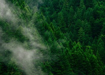 6 Ways to Remove Carbon Pollution from the Sky