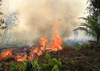 Is Destruction the Inevitable Fate of Our Forests?