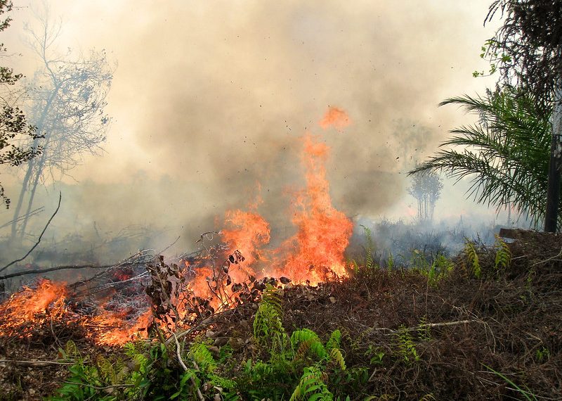 Is Destruction the Inevitable Fate of Our Forests?