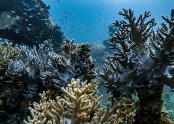 PODCAST: Seeing the Ocean as a Solution, Not a Victim