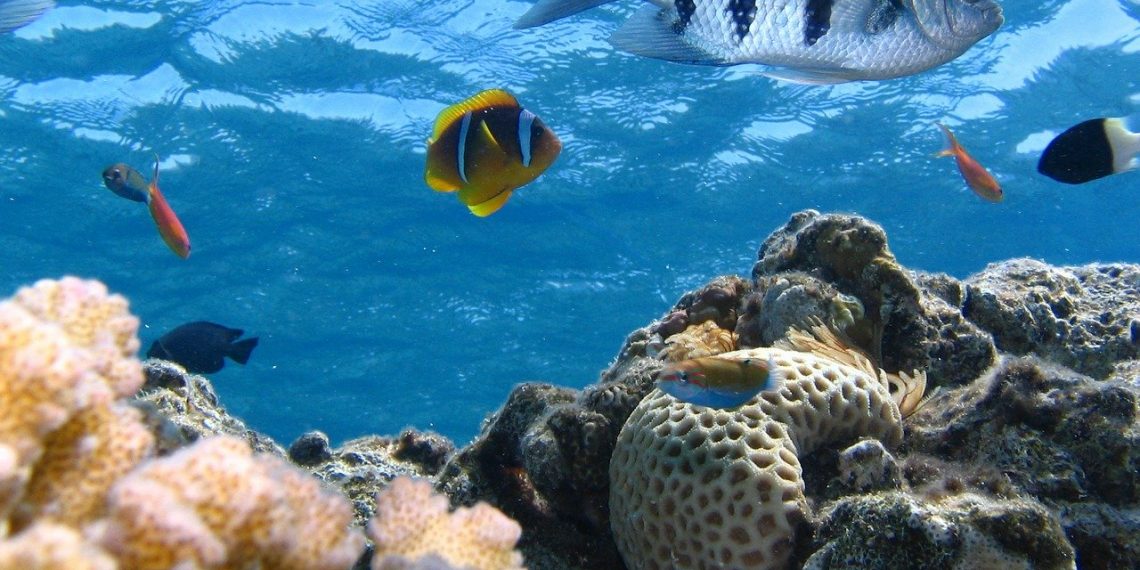 Clean Energy Can’t Come at the Expense of the Ocean—and it Doesn’t Have To