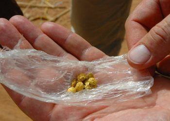 Venezuela: amputation, extortion and death amidst booming gold mining racket |