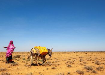 FROM THE FIELD: Frontline resilience in Somalia |