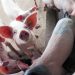 Global cooperation key to eradicating deadly pig virus: UN agency |