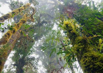 Deforestation has slowed down but still remains a concern, new UN report reveals |