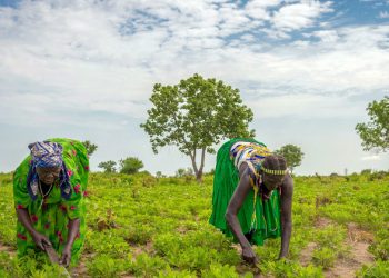 ‘Temporary Basic Income’ could slow COVID surge, provide lifeline for world’s poorest |