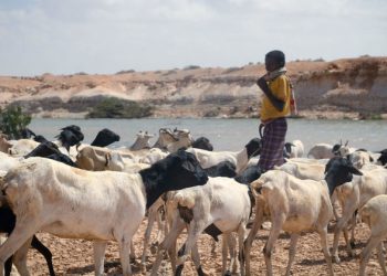 Climate emergency ‘a danger to peace’, UN Security Council hears |