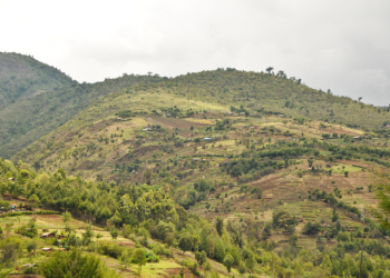 Challenges of Measuring Tree Restoration