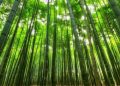 Going Green Is Super Simple with Bamboo Products