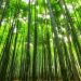 Going Green Is Super Simple with Bamboo Products