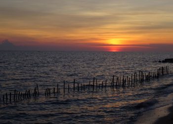 FROM THE FIELD: Protection among the mangroves |